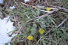 Lomatium grayi