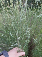 Artemisia marschalliana, photograph (c) Viktor Strenada, some rights reserved (CC BY)