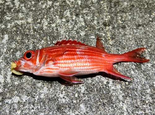 North Pacific squirrelfish (Sargocentron spinosissimum) — Holocentridae — 2