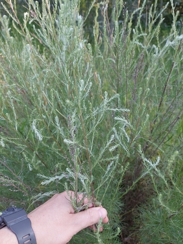 Artemisia marschalliana, photograph 6