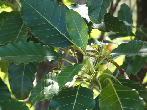 Alstonia balansae observed 2026-07-11