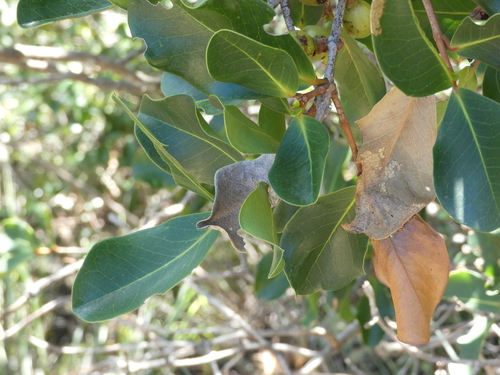 Austrobuxus carunculatus observed 2026-07-11