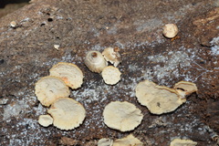Rigidoporus umbonatipes