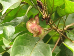 Terminalia phanerophlebia