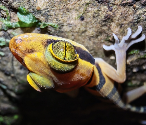 Large-tubercled Bent-toed Gecko