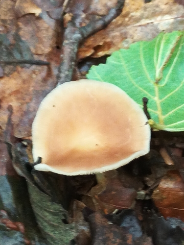 Omphalotaceae