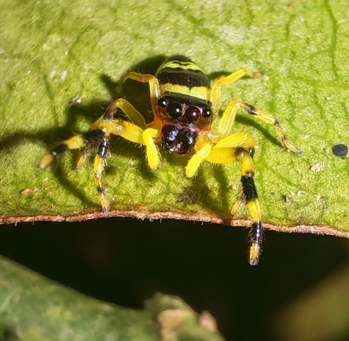 Thiania latefasciata
