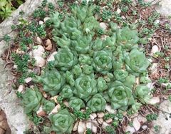 Haworthia cymbiformis