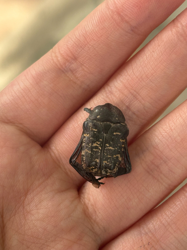 Protaetia brevitarsis