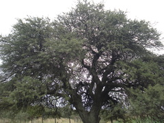 Prosopis caldenia