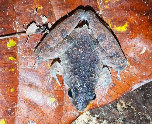 Malcolm's Narrow-mouthed Frog