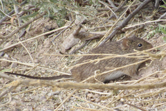 Sigmodon arizonae
