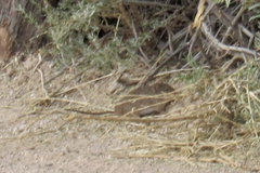 Sigmodon arizonae