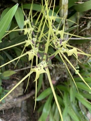 Brassia