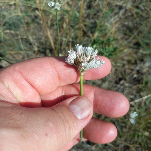 Allium korolkowii, photograph 3