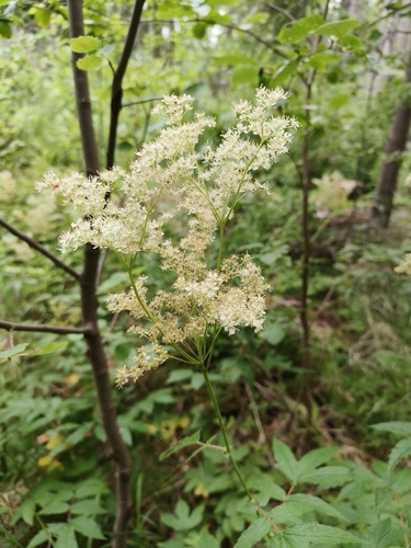 Meadowsweet