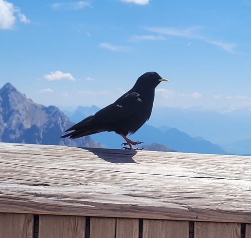 Chova piquigualda (Pyrrhocorax graculus)