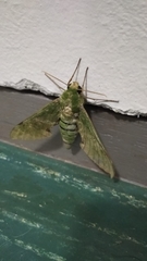Euchloron megaera