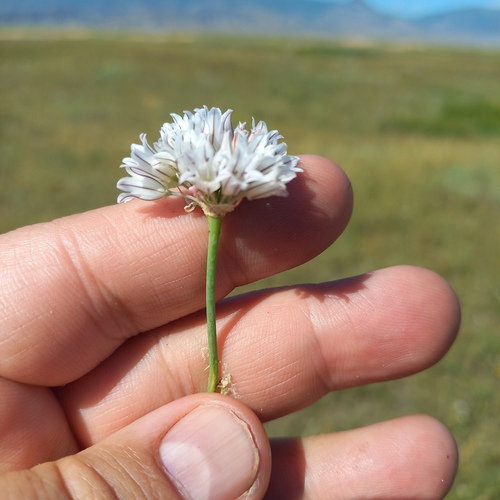 Allium korolkowii, photograph 1