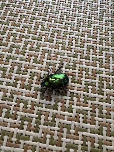 European Rose Chafer