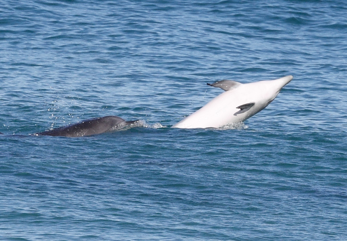 Tursiops aduncus