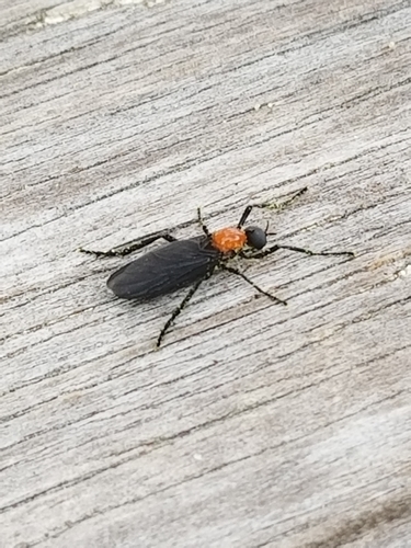 Plecia nearctica image