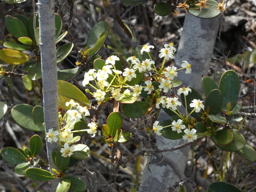 Baloghia drimiflora observed 2026-07-12