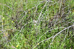 Lithophragma parviflorum parviflorum