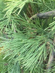 Aciphylla dieffenbachii