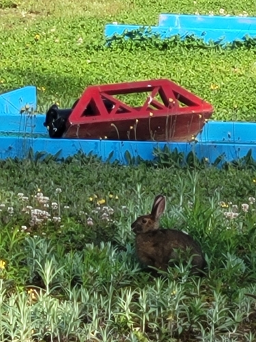 Snowshoe Hare