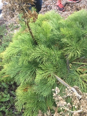Aciphylla dieffenbachii