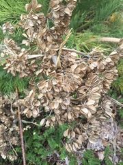 Aciphylla dieffenbachii