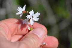 Lithophragma parviflorum parviflorum