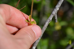 Lithophragma parviflorum parviflorum