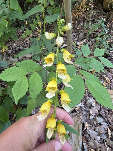 Digitalis laevigata, photograph 6
