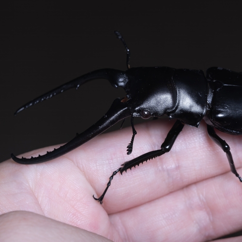 Prosopocoilus confucius