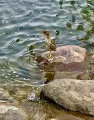 Nycticorax nycticorax