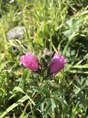 Sidalcea malviflora