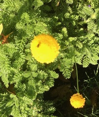 Cotula discolor
