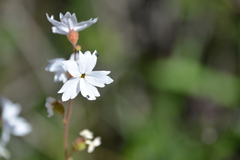 Lithophragma parviflorum parviflorum