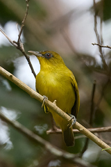 Golden-Bellied White-Eye photo 3