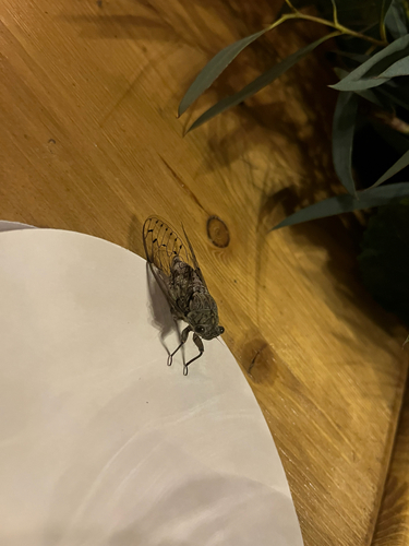 Ash Cicada