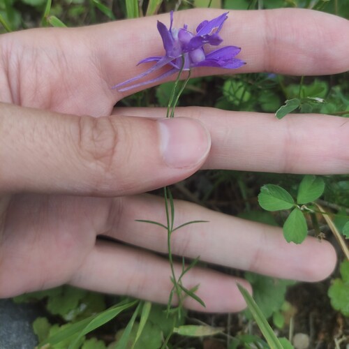 Наблюдение на iNaturalist