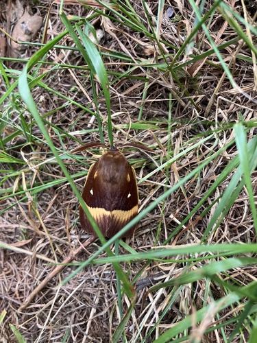 Oak Eggar