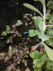 Graphocephala flavovittata