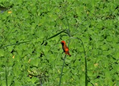 Euplectes nigroventris