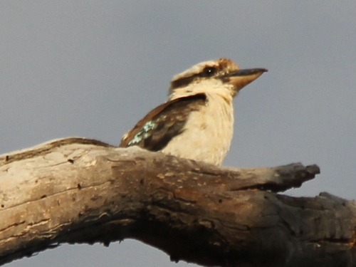 Laughing Kookaburra