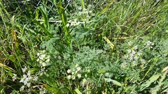 Lomatium dasycarpum