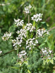 Lomatium dasycarpum
