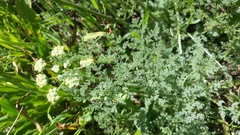 Lomatium dasycarpum